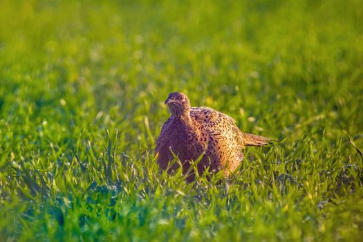 a young pheasant chicken in a meadow