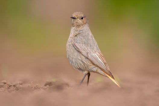 a female redstart looking for food on a freshly plowed field