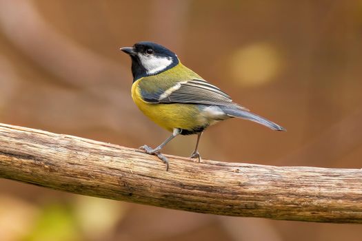 a great tit sits on a branch