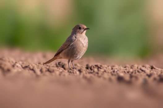 a female redstart looking for food on a freshly plowed field