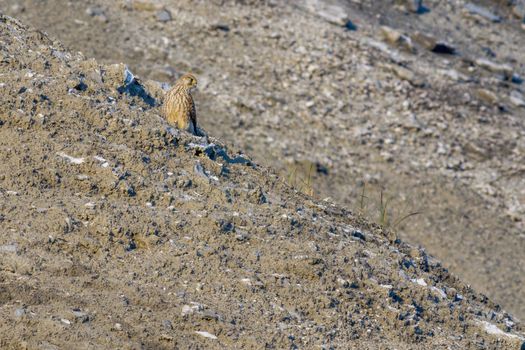 a buzzard sits on a mountain and looks for prey