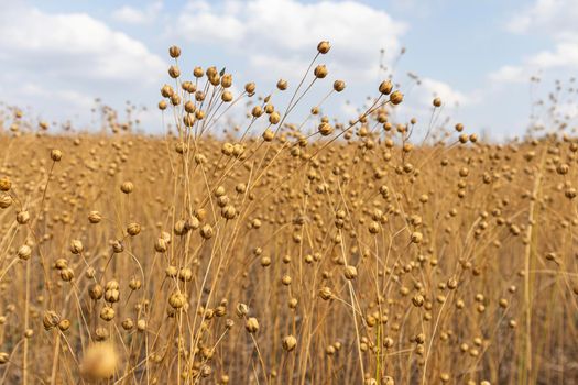 stems of ripe flax close-up as a background. High quality photo