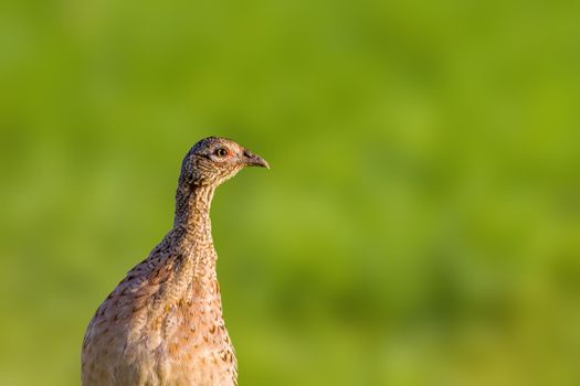 a young pheasant chicken in a meadow