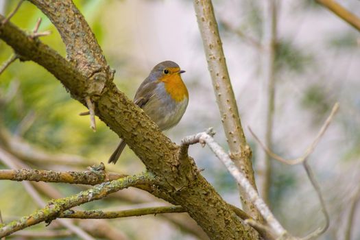 a robin sits on a branch