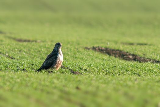 a Buzzard sits on a green field in spring