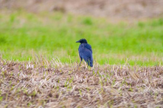 a common raven is looking for food in a field