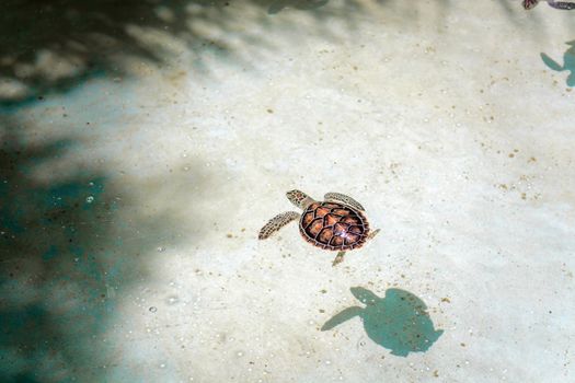 Small sea turtles in a nursery pool.