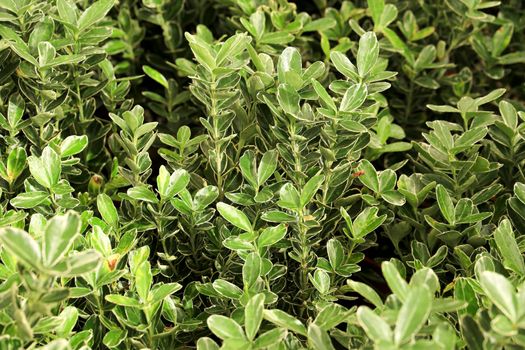 Colorful Euonymus Japonicos plants in the garden