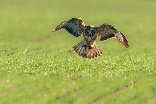 a buzzard flies over a green field