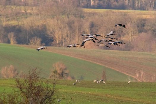 several cranes fly over a green field