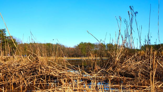 Autumn is the most colorful time of the year, when nature changes its usual appearance to golden colors in glimpses. Golden orange trees, green pines and a blue black lake. High quality photo