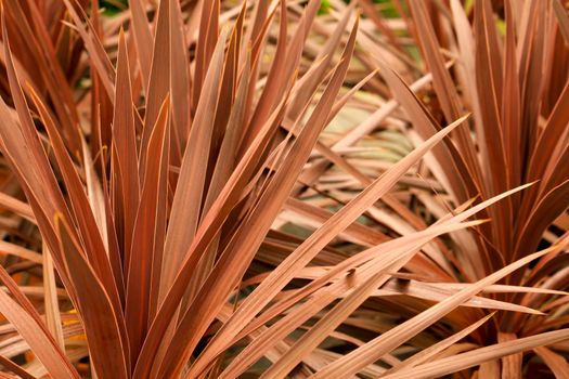 Colorful Cordyline Australis plant in the garden