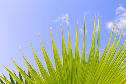 green palm leaf close-up against the blue sky. High quality photo