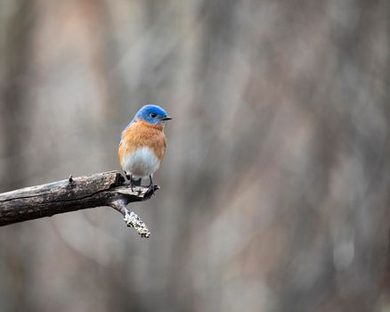 A colorful male eastern bluebird perches on the end of a dead apple tree limb.