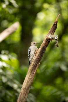 A juvenile red-bellied woodpecker clings to a rotten apple tree limb.