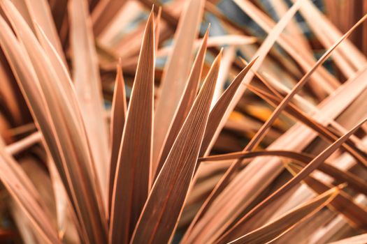 Colorful Cordyline Australis plant in the garden