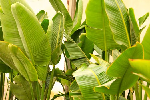 Bird of Paradise, Strelitzia Nicolai plants in the garden