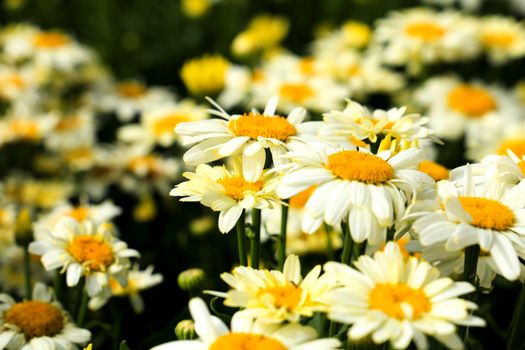 Colorful Leucanthemum Maximum flowers in the garden under the sun