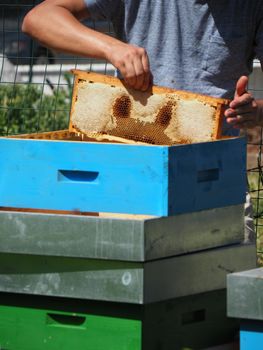 Beekeeper working with bees and beehives on the apiary. Beekeeping concept. Beekeeper harvesting honey Beekeeper on apiary.