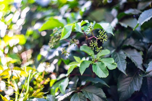 Wild grape plant as a natural background in sunny day