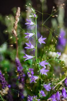 Beautiful wild flowers in bouquet on wooden table