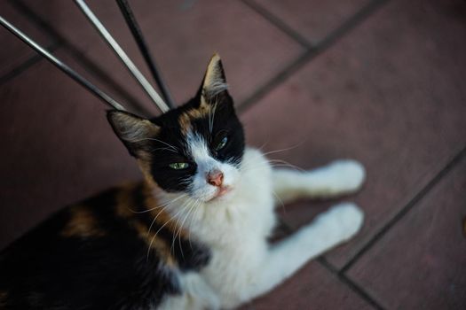 Homeless cat watching for human outdoor