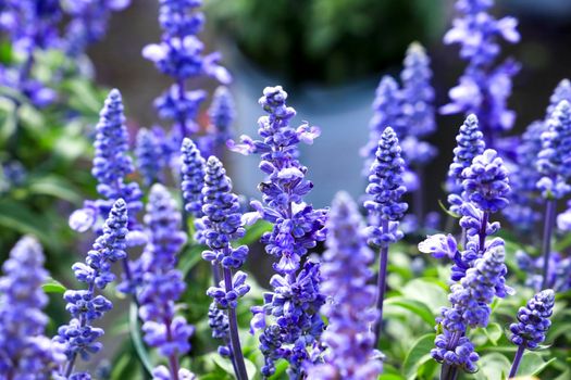 Colorful Salvia Farinacea flowers in the garden