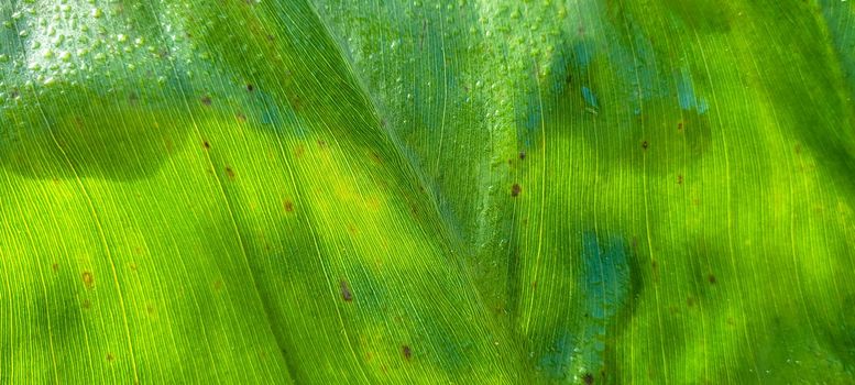 green foliage and native vegetation of brazil