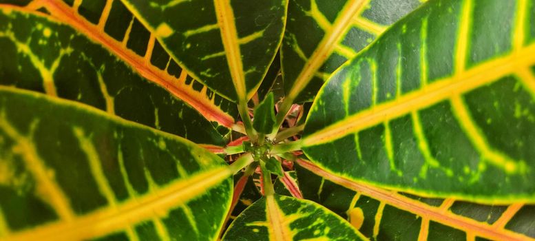 green foliage and native vegetation of brazil