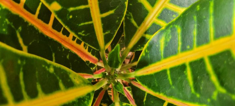 green foliage and native vegetation of brazil