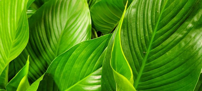 green foliage and native vegetation of brazil