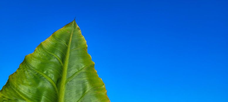 green foliage and native vegetation of brazil