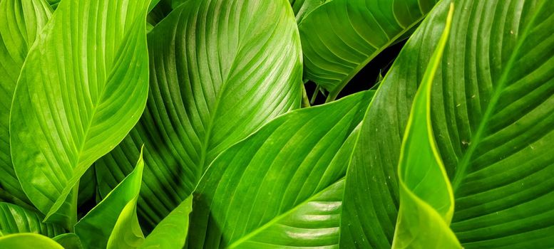 green foliage and native vegetation of brazil