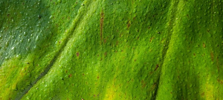 green foliage and native vegetation of brazil