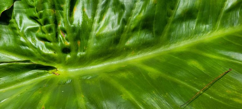 green foliage and native vegetation of brazil