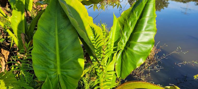 green foliage and native vegetation of brazil