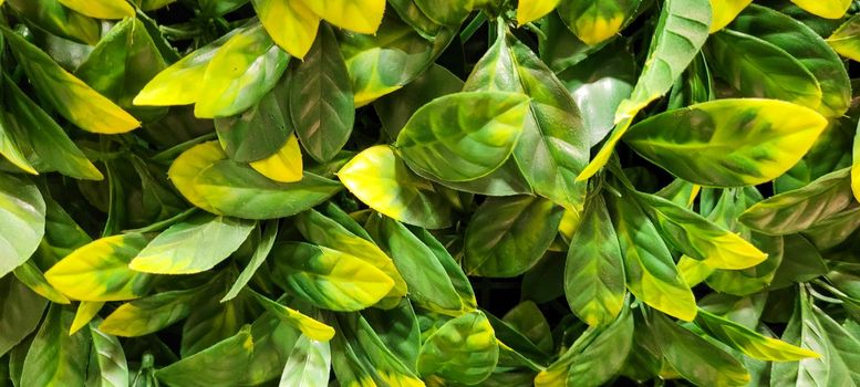 green foliage and native vegetation of brazil