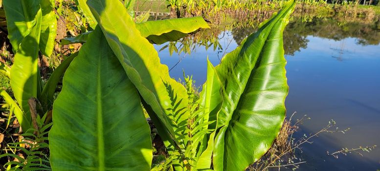 green foliage and native vegetation of brazil