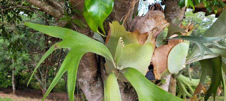 green foliage and native vegetation of brazil