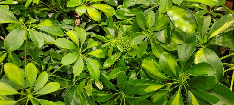 green foliage and native vegetation of brazil