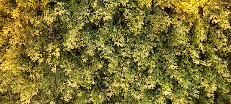 green foliage and native vegetation of brazil