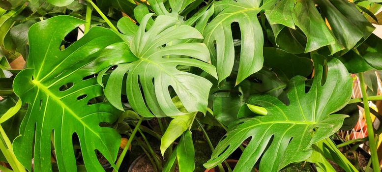 green foliage and native vegetation of brazil