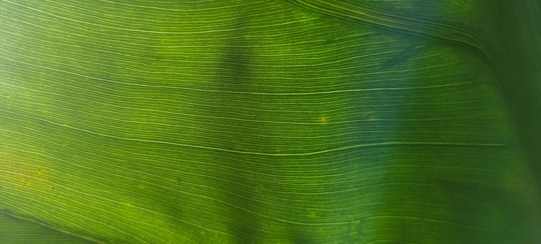 green foliage and native vegetation of brazil