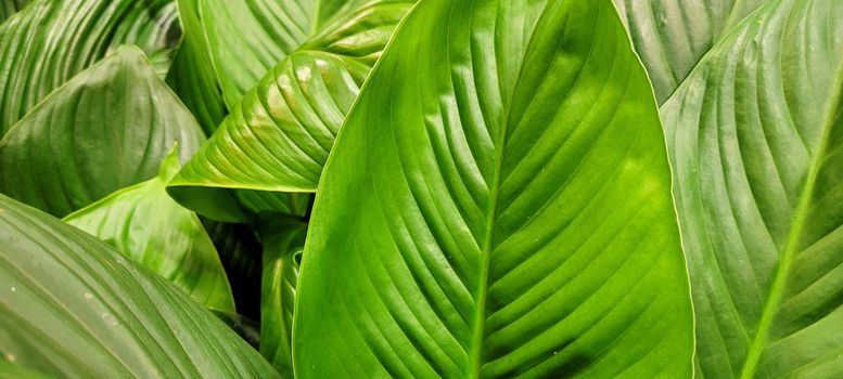 green foliage and native vegetation of brazil