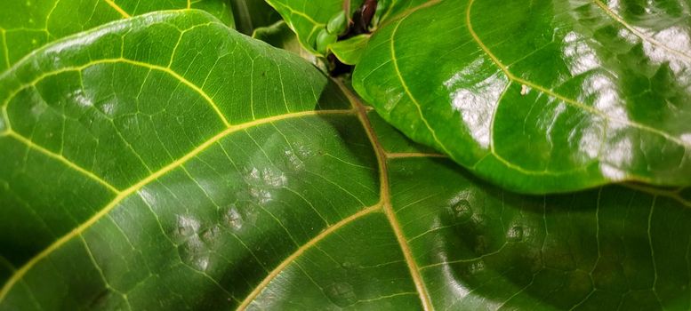 green foliage and native vegetation of brazil