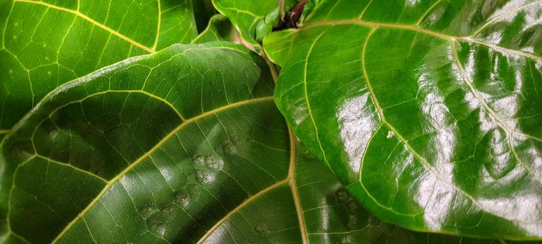 green foliage and native vegetation of brazil