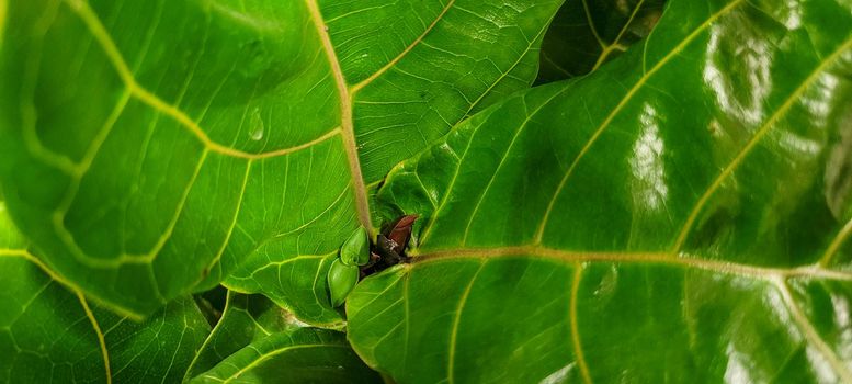 green foliage and native vegetation of brazil