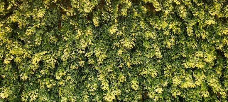 green foliage and native vegetation of brazil