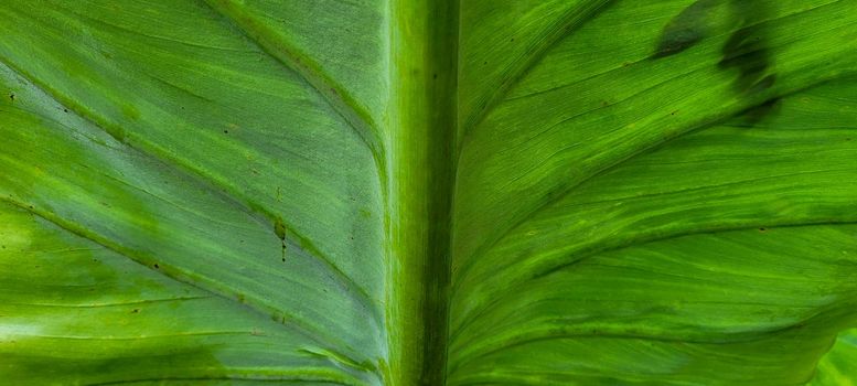 green foliage and native vegetation of brazil