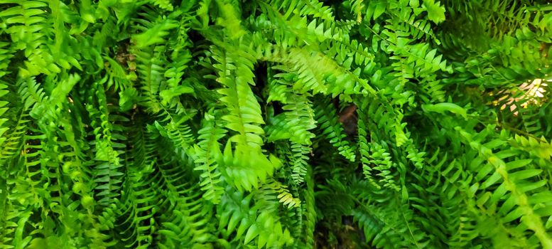 green foliage and native vegetation of brazil